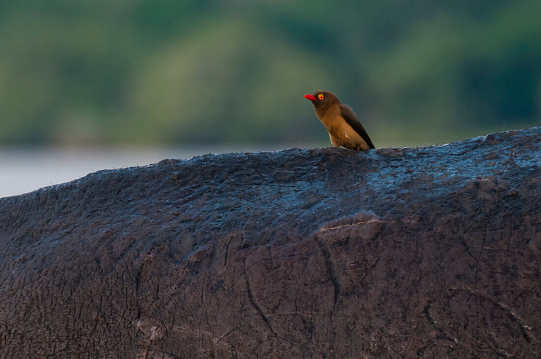 Ein Rotschnabel-Madenhacker, Buphagus erythrorhynchus, ruht sich auf dem Rücken eines Flusspferdes aus. Chobe-Nationalpark, Botsuana.