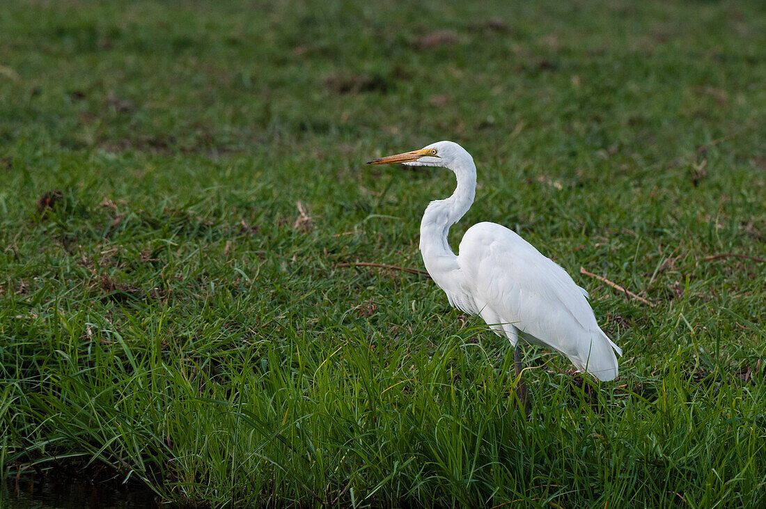 Portrait of a great egret, Ardea alba, in tall grass on the banks of the Chobe River. Chobe River, Chobe National Park, Botswana.