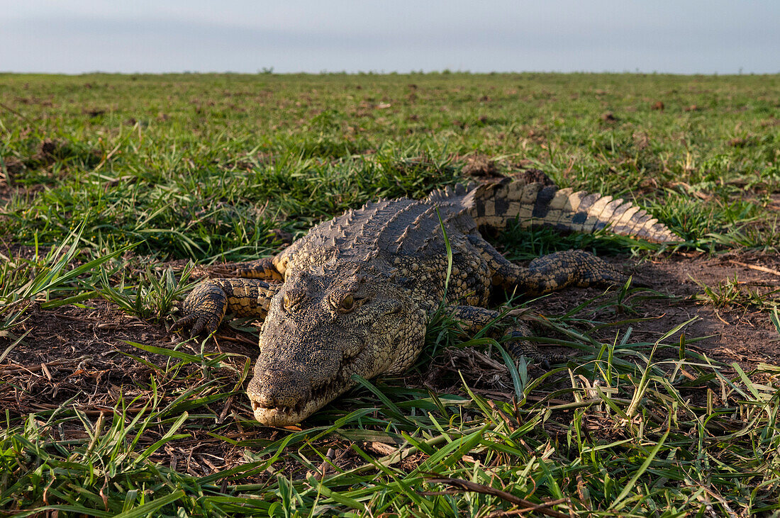Close up of a Nile crocodile, Crocodilus niloticus, basking on a bank of the Chobe River. Chobe River, Chobe National Park, Botswana.