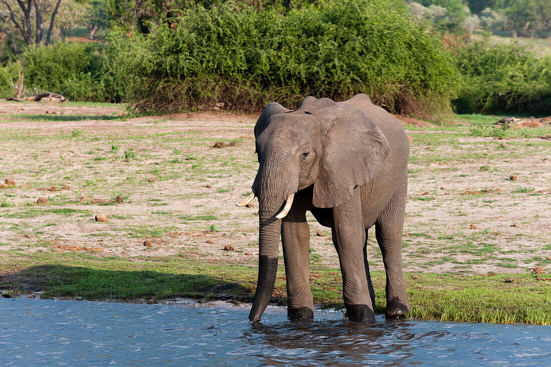 An African elephant, Loxodonta africana, drinking from a bank of the Chobe River. Chobe River, Chobe National Park, Botswana.