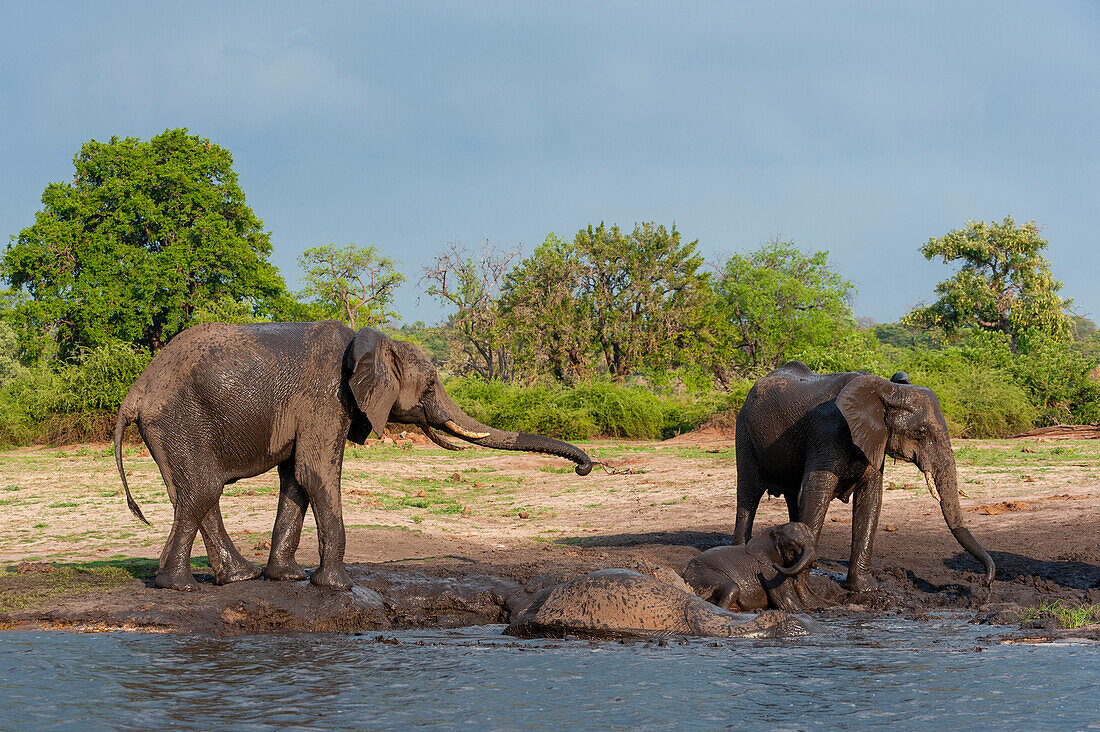 African elephants, Loxodonta africana, mud bathing on a bank of the Chobe River. Chobe River, Chobe National Park, Botswana.