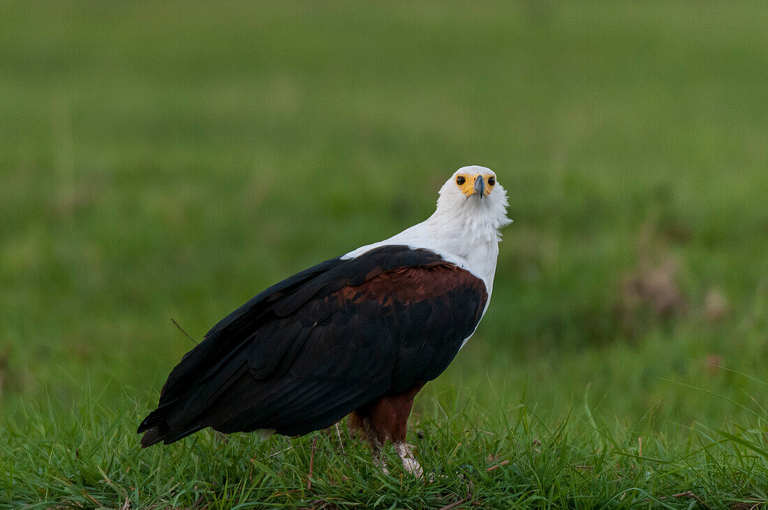 Porträt eines afrikanischen Fischadlers, Haliaeetus vocifer, auf einer Grasinsel im Chobe-Fluss. Chobe-Fluss, Chobe-Nationalpark, Botsuana.