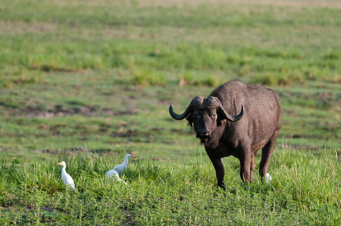 Ein afrikanischer Büffel, Syncerus caffer, gefolgt von Kuhreihern, Bubulcus ibis. Chobe-Nationalpark, Botsuana.