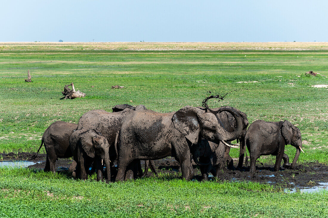 Eine Herde afrikanischer Elefanten, Loxodonta africana, beim Schlammbaden am Ufer des Chobe-Flusses. Chobe-Fluss, Chobe-Nationalpark, Botsuana.