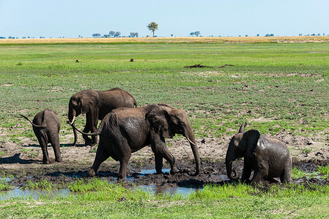 A herd of African elephants, Loxodonta africana, mud bathing on the banks of the Chobe River. Chobe River, Chobe National Park, Botswana.