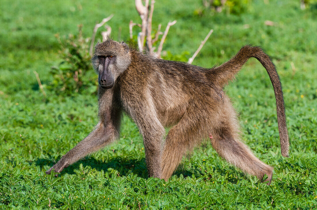 Portrait of a chacma baboon, Papio ursinus, looking at the camera as it walks by. Chobe National Park, Botswana.