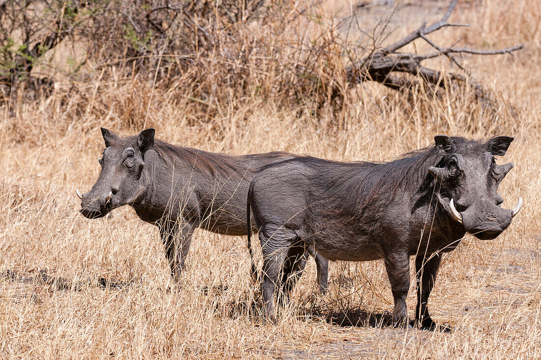 Porträt eines Warzenschweinpaares, Phacochoerus africanus. Savuti, Chobe-Nationalpark, Botsuana.