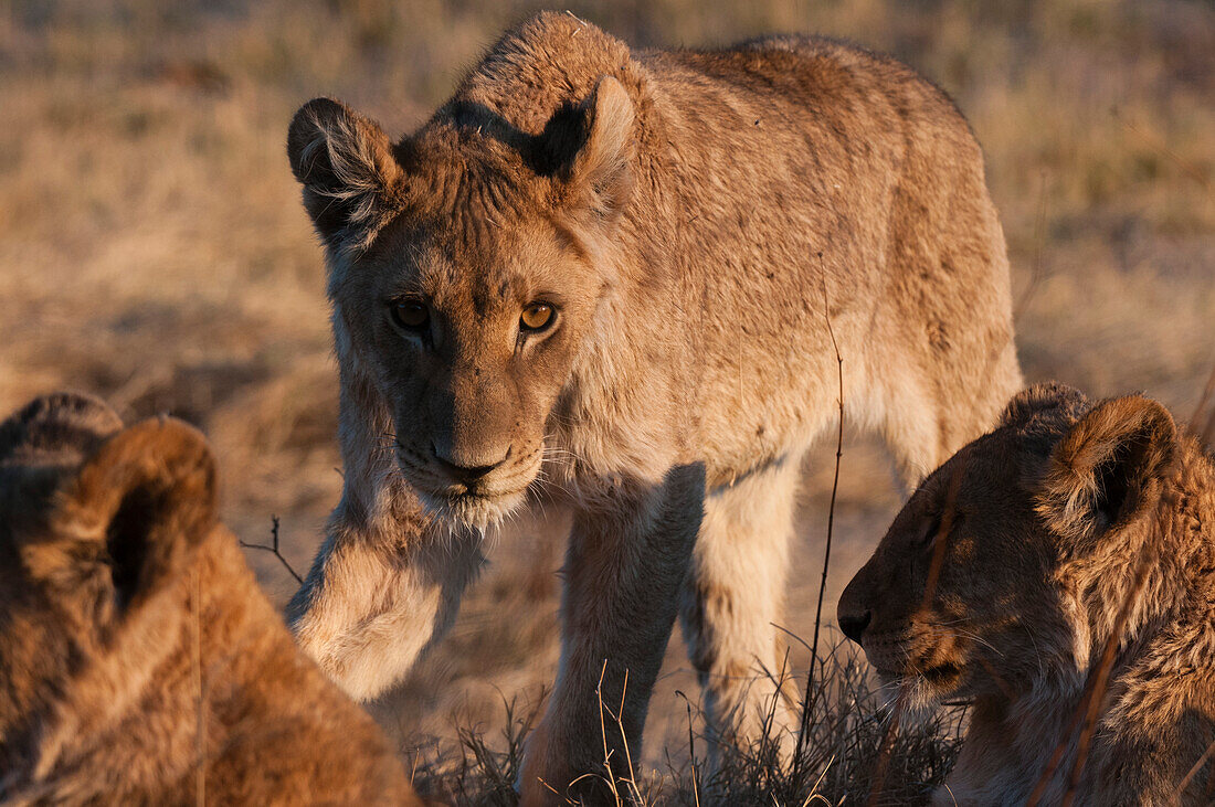 Porträt eines jungen Löwen, Panthera leo, mit zwei anderen in der Nähe ruhenden Tieren. Okavango-Delta, Botsuana.