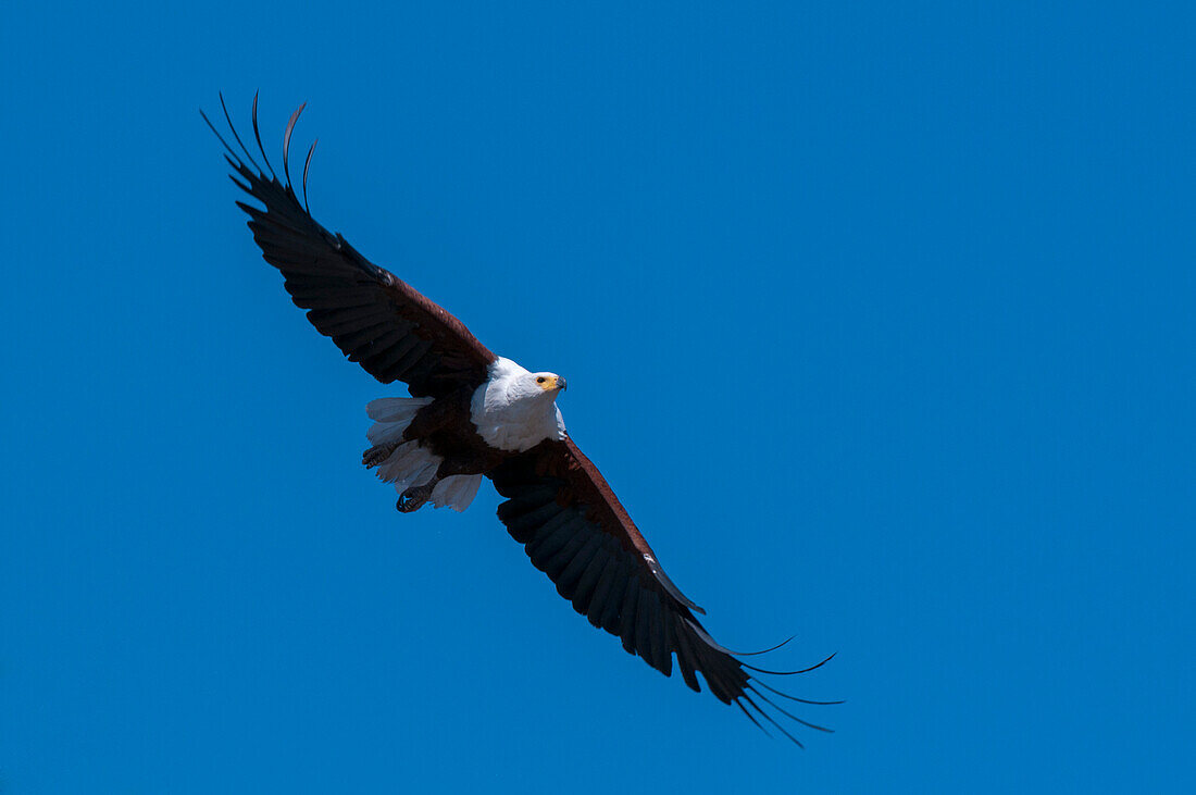 An African fish eagle, Haliaeetus vocifer, in flight. Okavango Delta, Botswana.