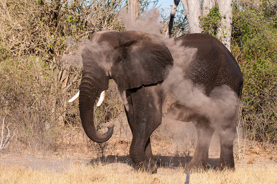 An African elephant, Loxodonta africana, dust bathing. Okavango Delta, Botswana.