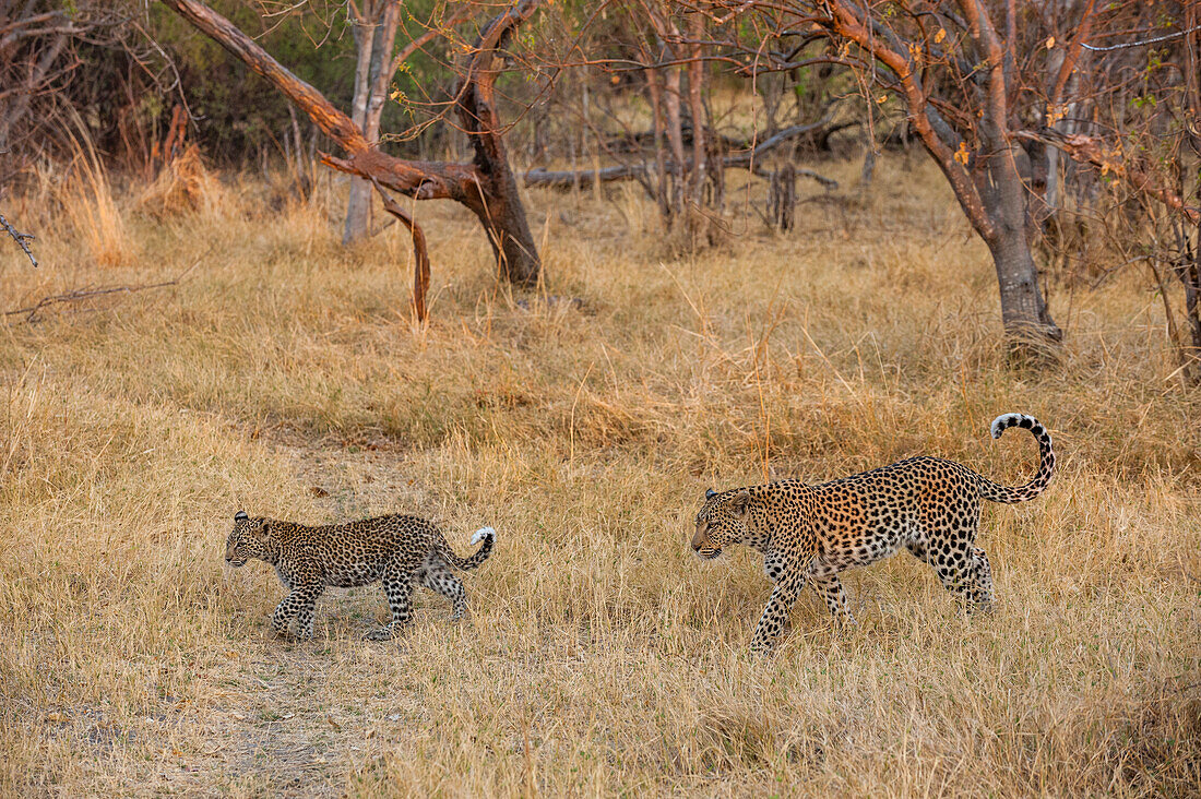 Ein weiblicher Leopard, Panthera pardus, geht mit seinem Jungen im Gras spazieren. Okavango-Delta, Botsuana.