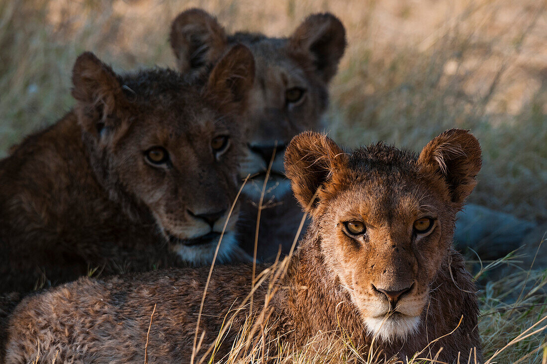 Drei nasse junge Löwen, Panthera leo, ruhen sich nach der Überquerung eines Flusses aus. Okavango-Delta, Botsuana.