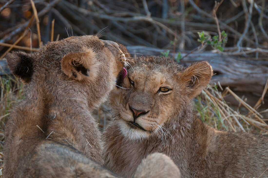 Two wet young lions, Panthera leo, grooming after crossing a river. Okavango Delta, Botswana.