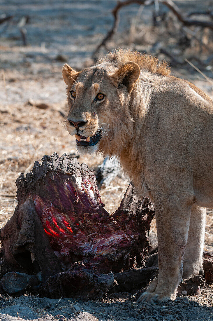 Ein junger männlicher Löwe, Panthera leo, an einem Zebrakadaver, Equus quagga. Okavango-Delta, Botsuana.