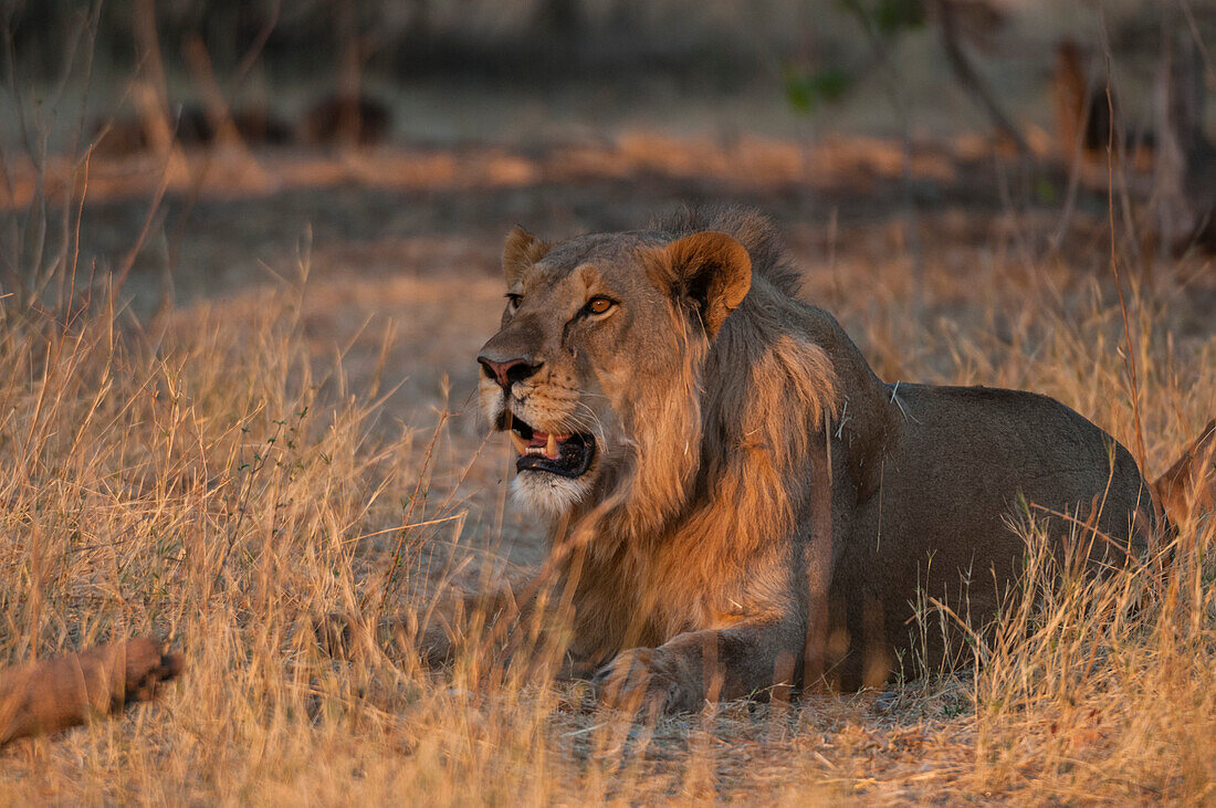 Porträt eines männlichen Löwen, Panthera leo, der im warmen Sonnenlicht ruht. Okavango-Delta, Botsuana.