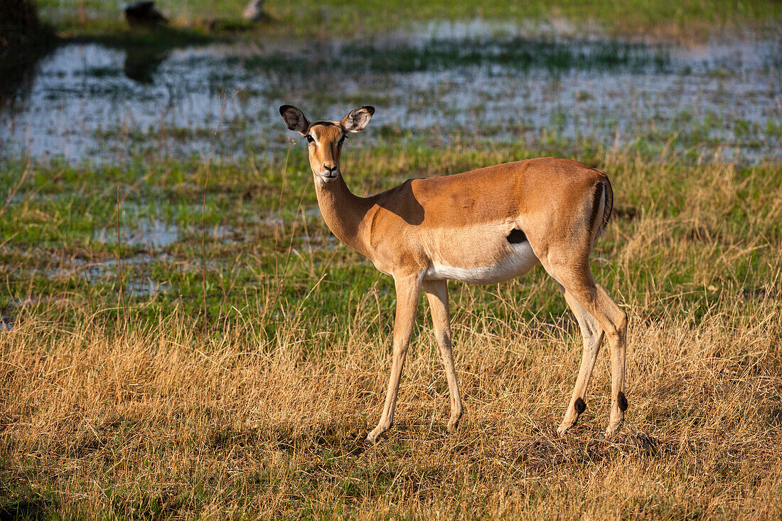 Portrait of an impala, Aepyceros melampus. Okavango Delta, Botswana.