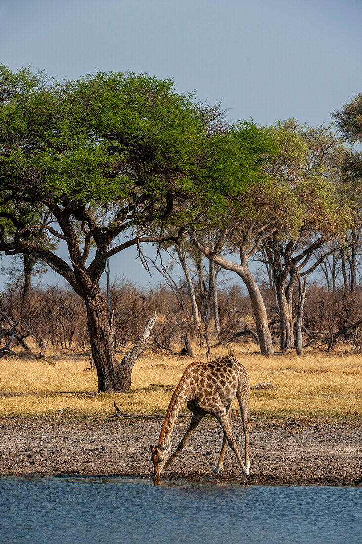Eine Giraffe, Giraffa camelopardalis, trinkt an einem Wasserloch. Okavango-Delta, Botsuana.
