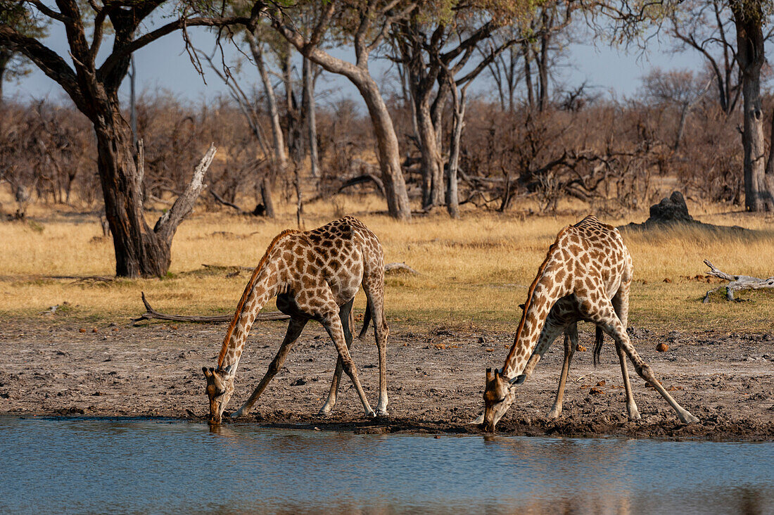 Two giraffes, Giraffe camelopardalis, drinking at a waterhole. Okavango Delta, Botswana.