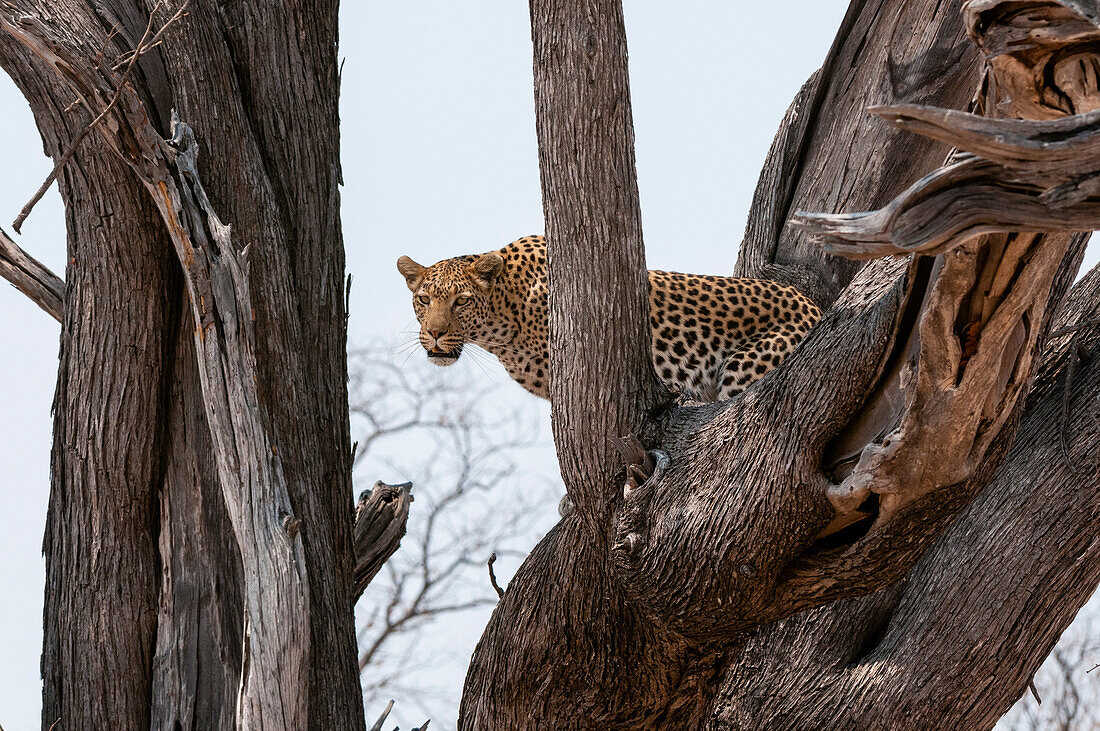 Ein Leopard, Panthera pardus, steht in der Gabelung eines großen Baumes. Okavango-Delta, Botsuana.