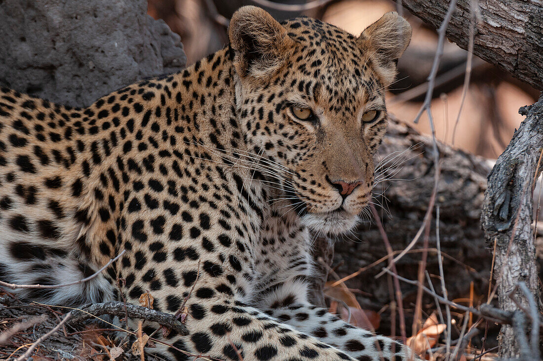 Close up portrait of a leopard, Panthera pardus, resting. Okavango Delta, Botswana.