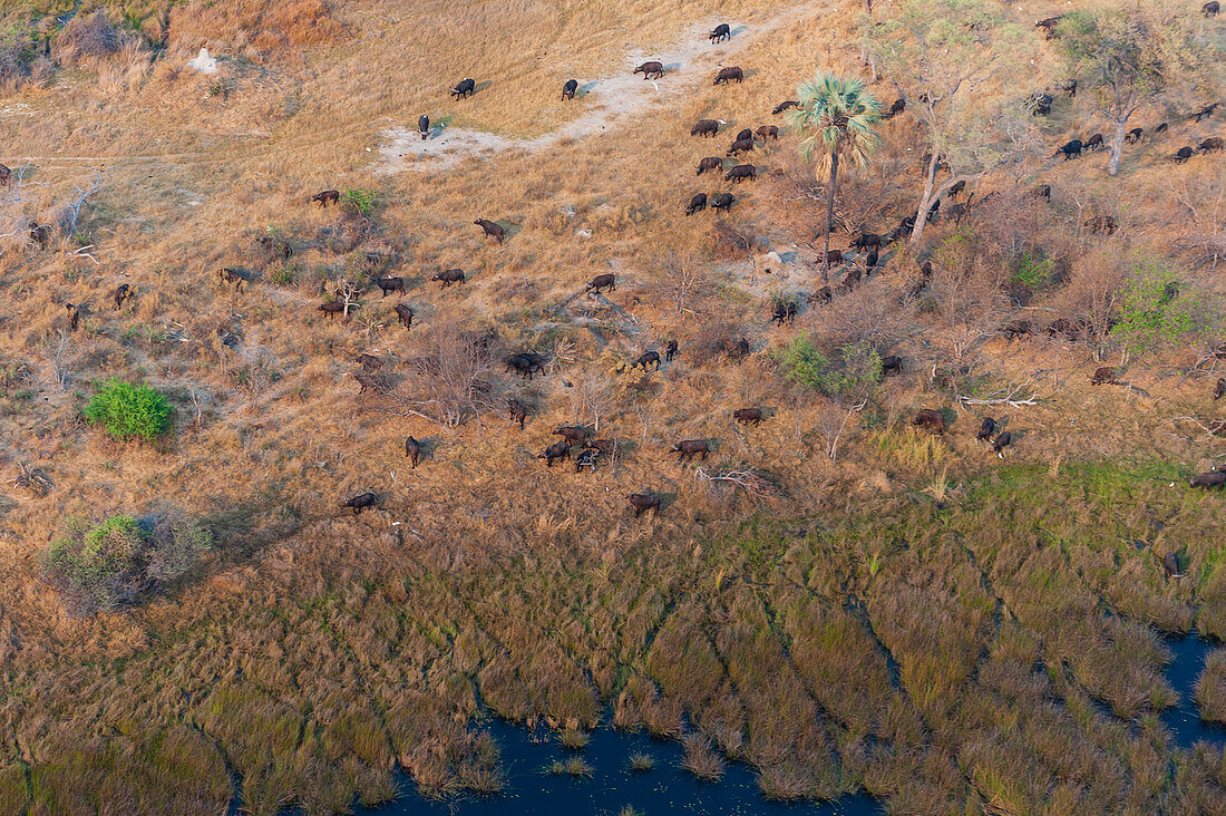 Eine Luftaufnahme einer Herde afrikanischer Büffel, Syncerus caffer, im Okavango-Delta. Okavango-Delta, Botsuana.