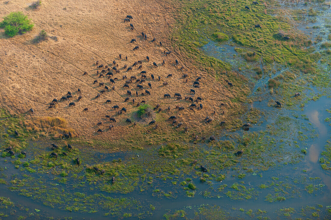 Eine Luftaufnahme einer Herde afrikanischer Büffel, Syncerus caffer, im Okavango-Delta. Okavango-Delta, Botsuana.