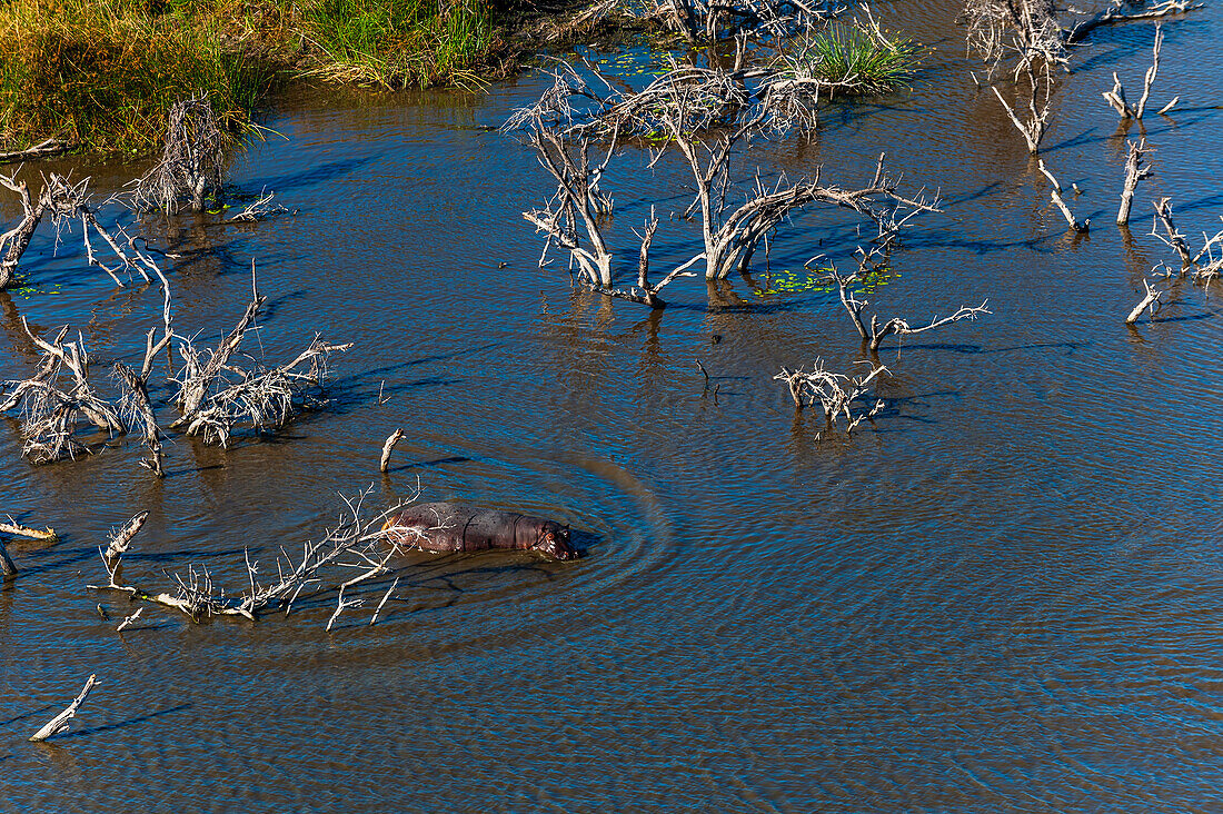 Aerial view of a hippopotamus, Hippopotamus amphibius, in water. Okavango Delta, Botswana.