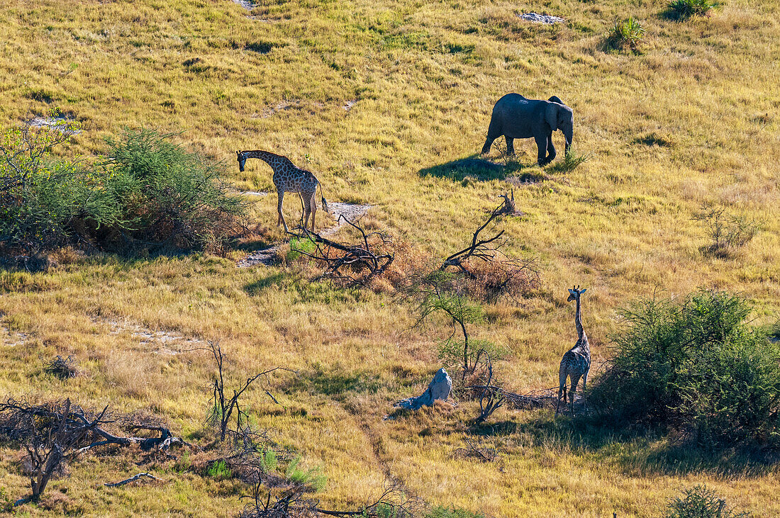 Aerial view of a southern giraffe, Giraffa camelopardalis, and an African elephant, Loxodonta africana. Okavango Delta, Botswana.