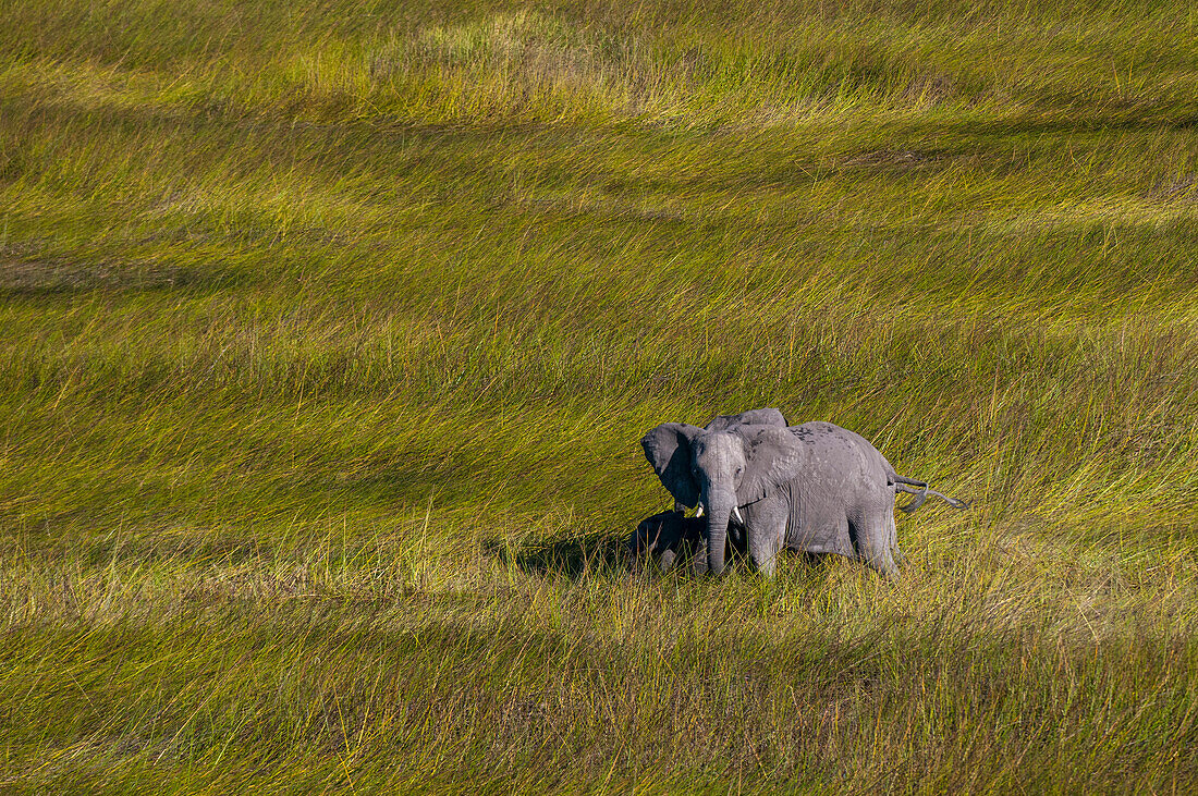 Luftaufnahme eines afrikanischen Elefanten, Loxodonda africana, der sein Kalb beschützt. Okavango-Delta, Botsuana.