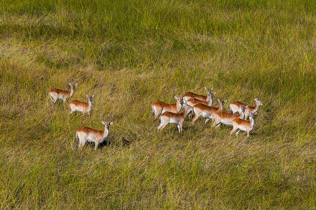 Aerial view of a buck and his harem of red lechwe waterbucks, Kobus leche. Okavango Delta, Botswana.