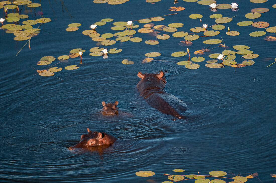 An aerial view of hippopotamuses, Hippopotamus amphibius, in water. Okavango Delta, Botswana.