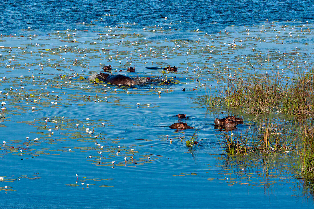 Luftaufnahme von Nilpferden, Hippopotamus amphibius, im Wasser. Okavango-Delta, Botsuana.