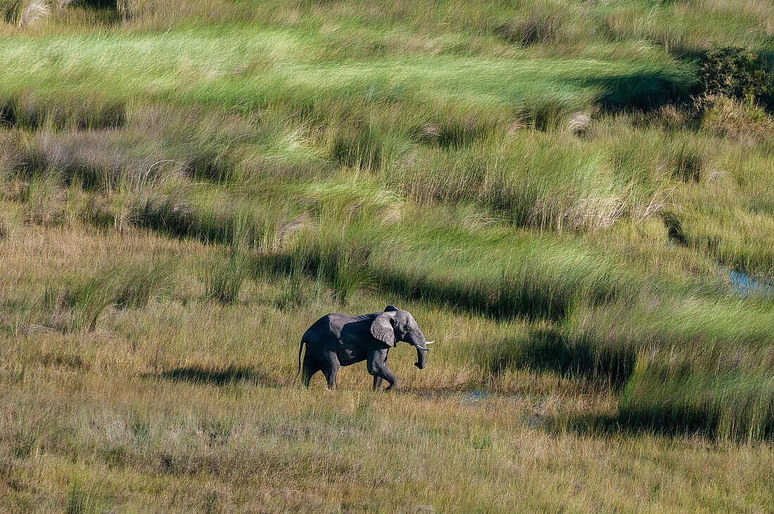 Luftaufnahme eines afrikanischen Elefanten, Loxodonta africana, der im hohen Gras läuft. Okavango-Delta, Botsuana.