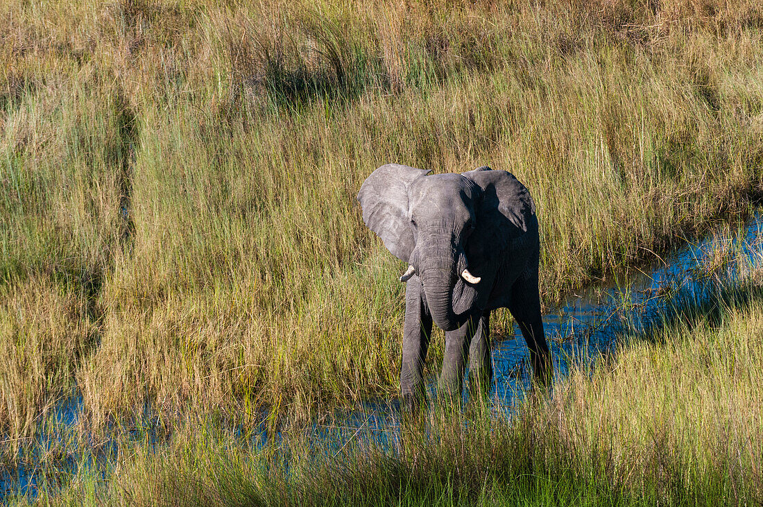 Luftaufnahme eines afrikanischen Elefanten, Loxodonta africana. Okavango-Delta, Botsuana.