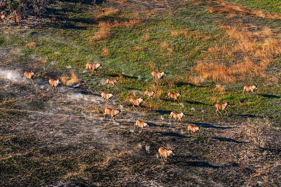 Luftaufnahme von Pferdeantilopen, Hippotragus equinus, beim Laufen. Okavango-Delta, Botsuana.
