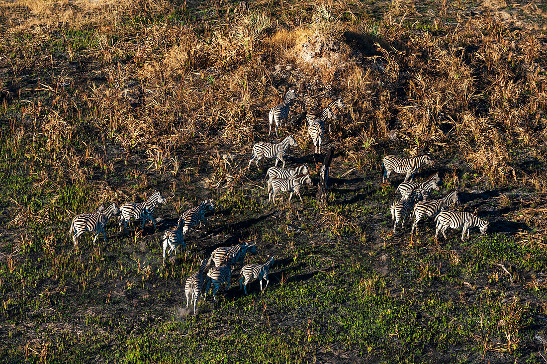 An aerial view of a herd of plains zebras, Equus quagga, grazing. Okavango Delta, Botswana.