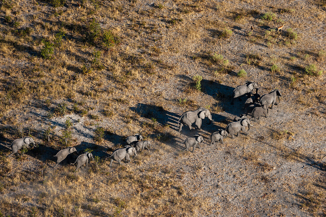 Aerial view of a herd of African elephants, Loxodonda africana. Okavango Delta, Botswana.