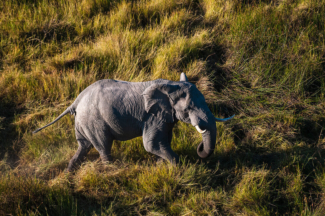 Aerial view of an African elephant, Loxodonda africana, walking. Okavango Delta, Botswana.