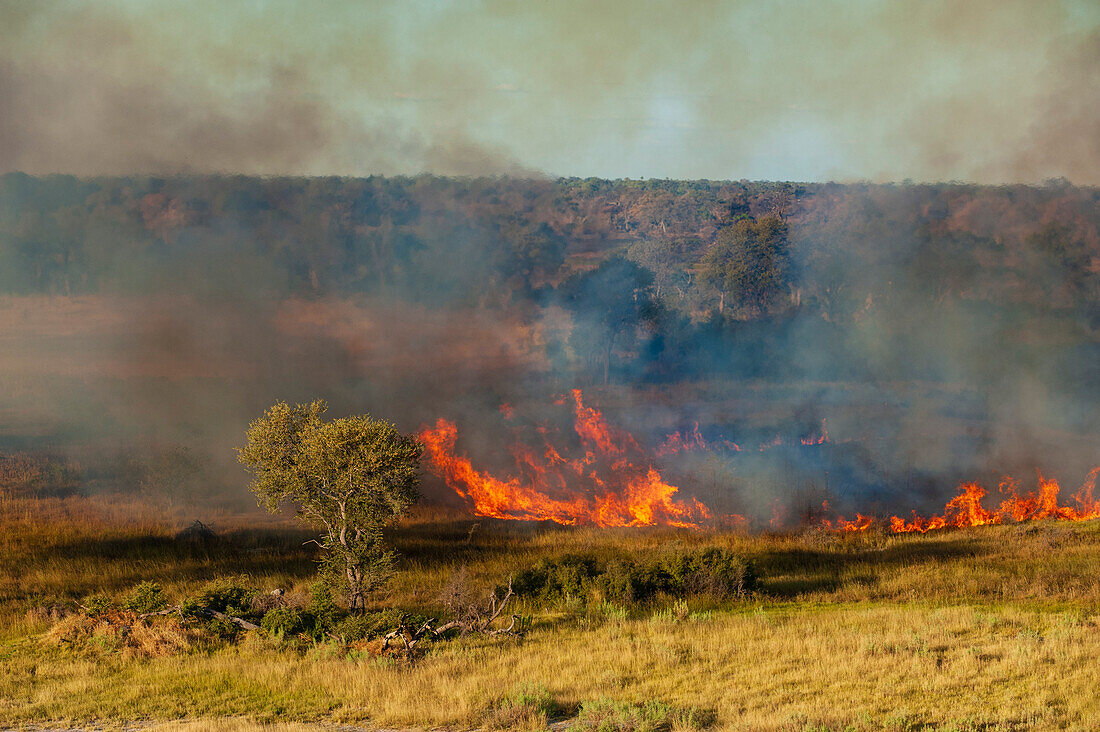 Luftaufnahme eines Buschfeuers im Okavango-Delta. Okavango-Delta, Botsuana.