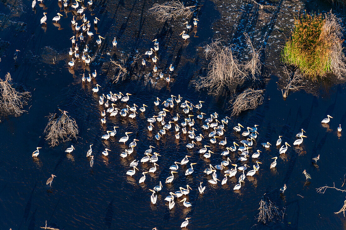 Luftaufnahme einer Schar Weißer Pelikane, Pelecanus onocrotalus, und einiger Störche, die im Wasser ruhen. Okavango-Delta, Botsuana.