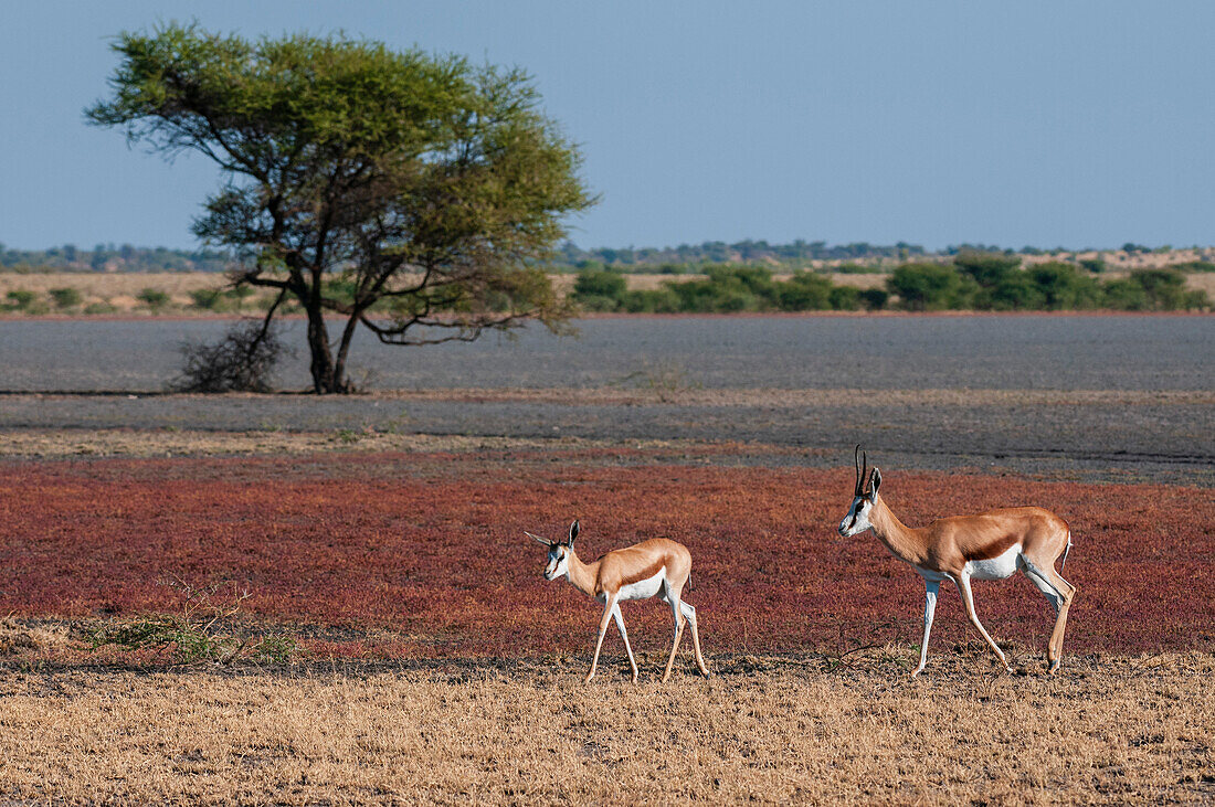 Ein Springbock, Antidorcas marsupialis, mit einem Kalb, das in einer Pfanne läuft. Zentral Kalahari Wildreservat, Botswana.