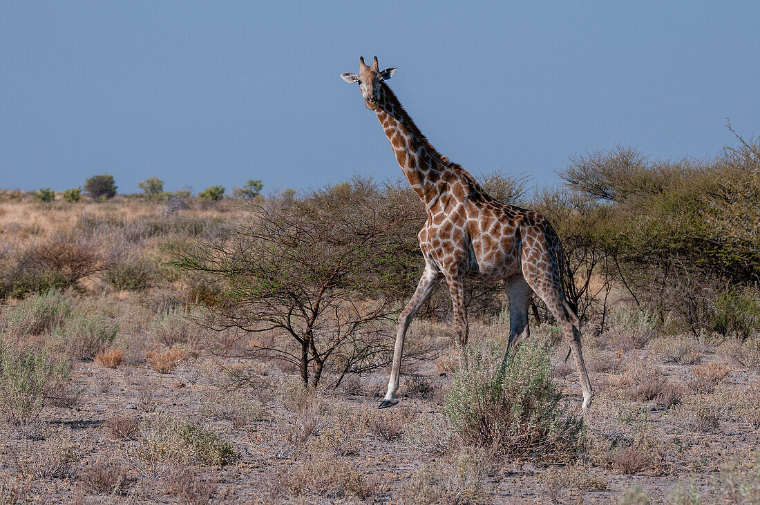 Porträt einer Südlichen Giraffe, Giraffa camelopardalis, beim Gehen. Zentral Kalahari Wildschutzgebiet, Botsuana.