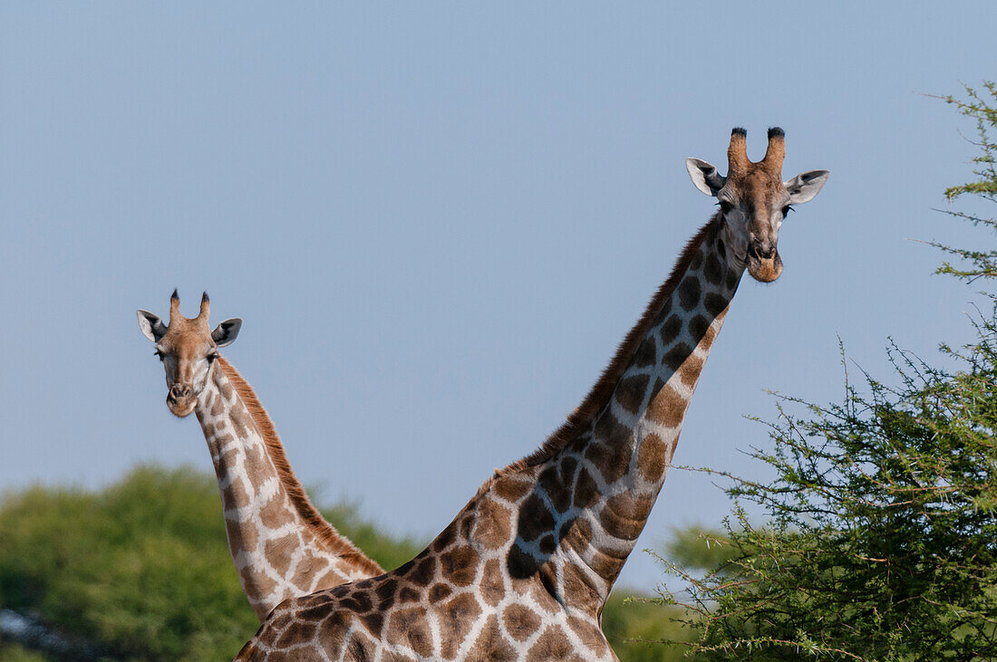 Zwei Südliche Giraffen, Giraffa camelopardalis, schauen in die Kamera. Zentral Kalahari Wildschutzgebiet, Botsuana.
