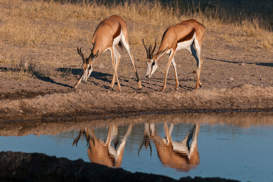 Zwei Springböcke, Antidorcas marsupialis, nähern sich einem Wasserloch. Zentral Kalahari Wildschutzgebiet, Botsuana.