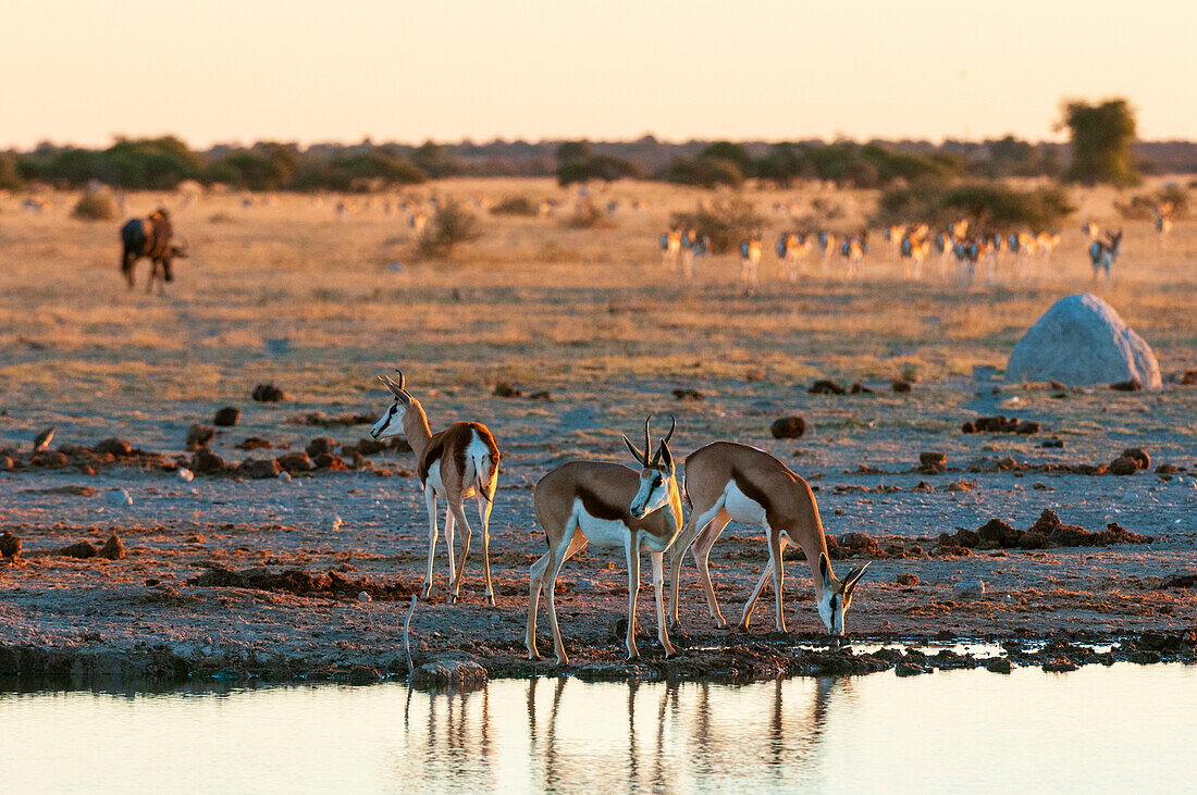 Springböcke, Antidorcas marsupialis, an einer Wasserstelle. Nxai Pan National Park, Botsuana.