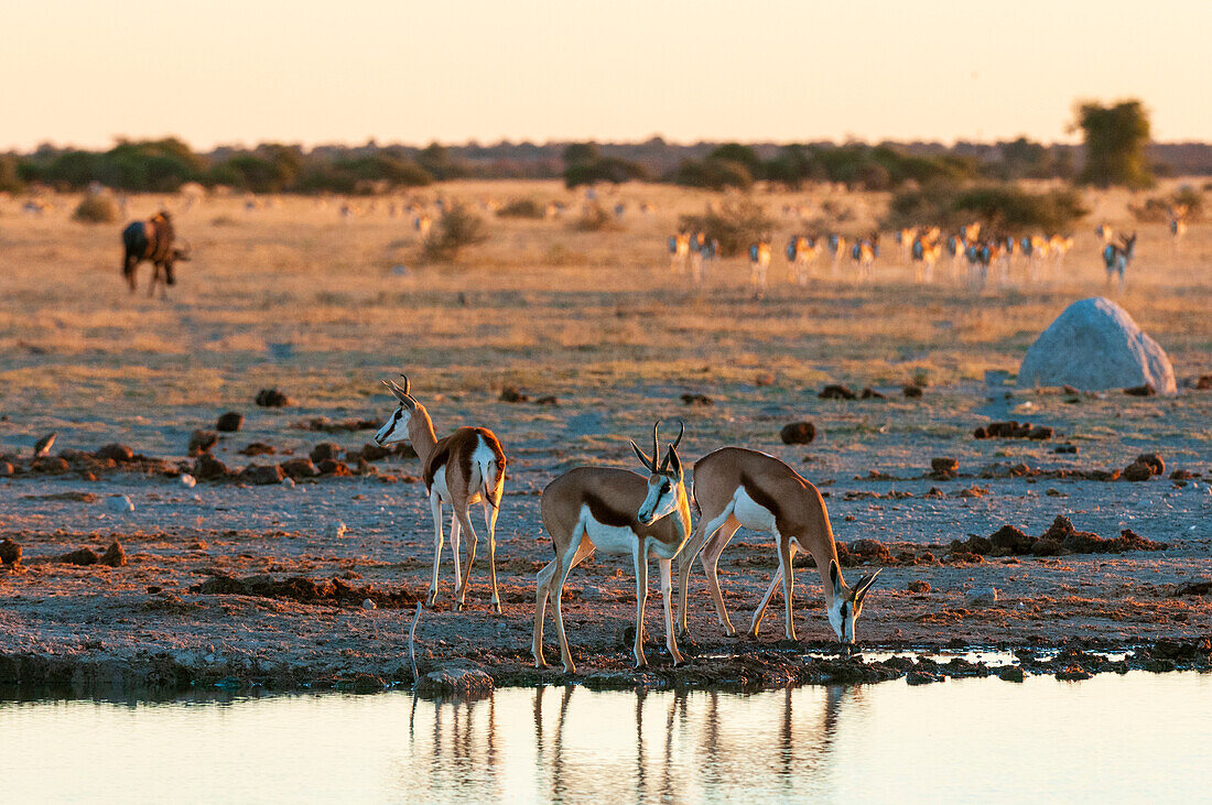 Springboks, Antidorcas marsupialis, at a waterhole. Nxai Pan National Park, Botswana.