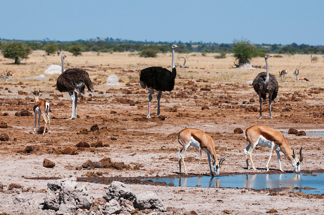 Strauße, Struthio camelus, und Springböcke, Antidorcas marsupialis, an einer Wasserstelle. Nxai-Pan-Nationalpark, Botsuana.