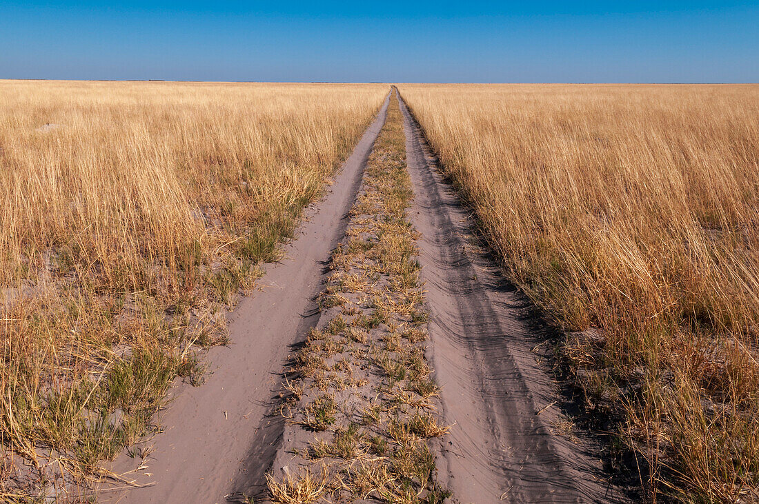 Vehicular tracks on a sandy dirt road through a vast savanna. Kudiakam Pan, Nxai Pan National Park, Botswana.