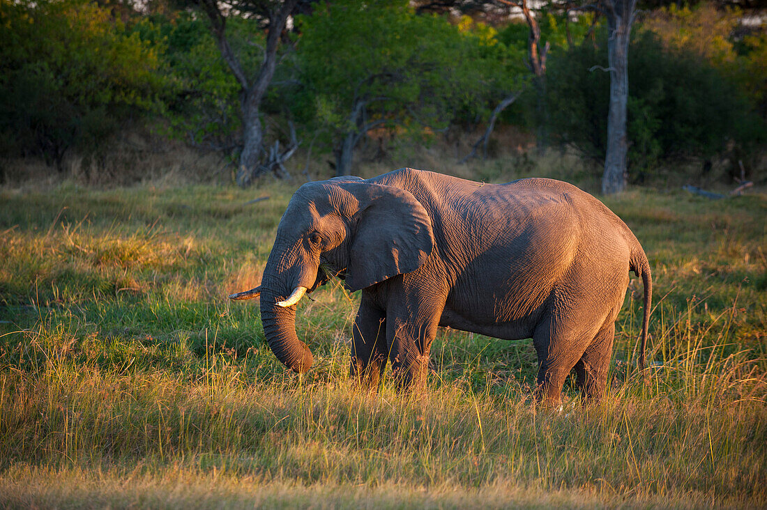 Ein afrikanischer Elefant, Loxodonta africana, im warmen Sonnenlicht. Khwai-Konzessionsgebiet, Okavango-Delta, Botsuana.