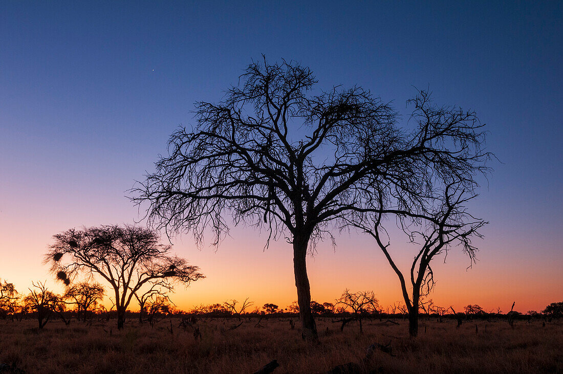 Silhouetted trees and an Okavango Delta landscape at sunset. Khwai Concession Area, Okavango Delta, Botswana.